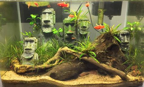 Fish Tank Head .